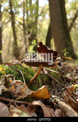 Lepiota aspera nella foresta autunnale con foglie secche Foto Stock