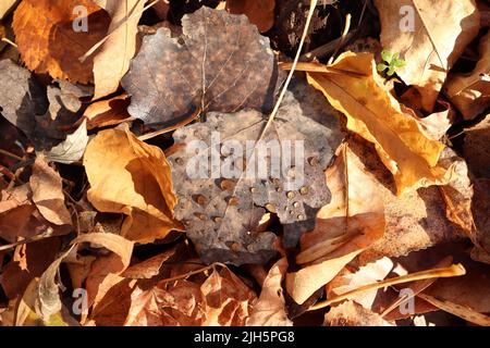 Gocce di rugiada su foglia asciutta, autunno Foto Stock