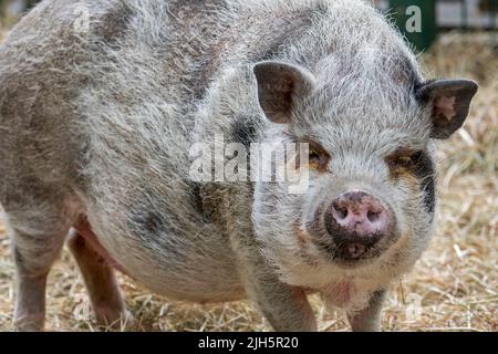 Vietnamita Pot-bellied maiale / Lon i maiale, razza vietnamita di maiale domestico in miniatura allo zoo di animali domestici / fattoria per bambini Foto Stock