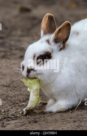 Primo piano di coniglio nana bianco domestico / coniglio animale domestico (Oryctolagus cuniculus domesticus) che mangia la foglia di lattuga allo zoo di animali domestici / fattoria per bambini Foto Stock