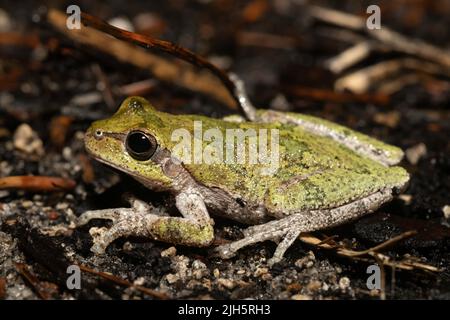 Pinewoods treefrog - Hyla femoralis Foto Stock