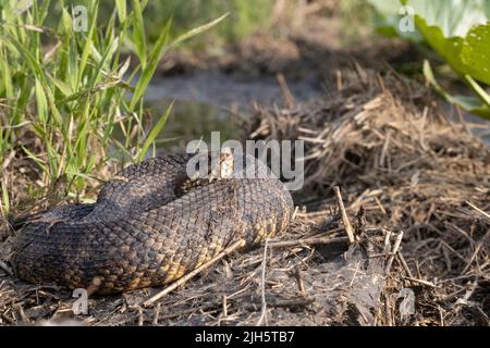 Cottonmouth orientale nella costa del North Carolina - Agkistrodon piscivorous Foto Stock