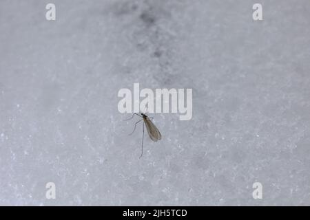 Zanzara nella neve nella foresta invernale Foto Stock