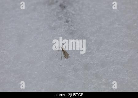 Zanzara nella neve nella foresta invernale Foto Stock