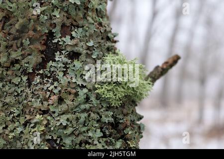 Evernia prunastri sull'albero coperto di muschio, licheni e muschio Foto Stock