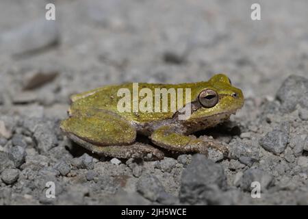 Pinewoods treefrog - Hyla femoralis Foto Stock