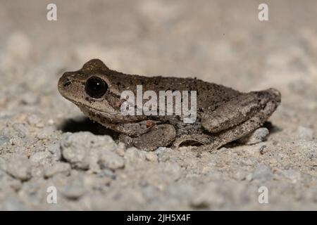 Pinewoods treefrog - Hyla femoralis Foto Stock