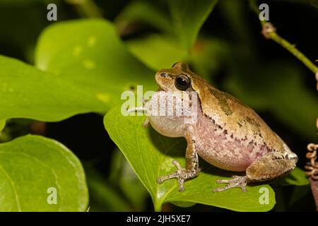 Pinewoods treefrog - Hyla femoralis Foto Stock