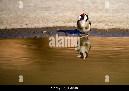 Carduelis carduelis - El jilguero europeo o cardelina es un ave paseriforme perteneciente a la familia de los pinzones Foto Stock