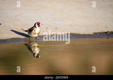 Carduelis carduelis - El jilguero europeo o cardelina es un ave paseriforme perteneciente a la familia de los pinzones Foto Stock