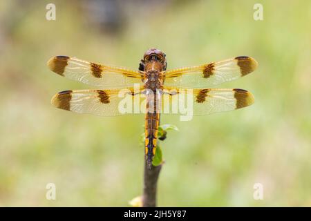 Skimmer dipinto - Libellula semifasciata Foto Stock