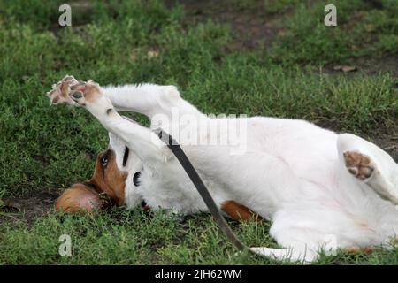 Un cane giocoso rotola sopra nell'erba. Foto Stock