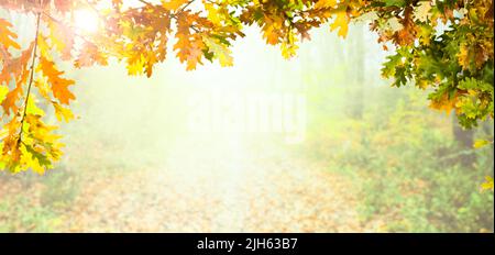 Sfondo autunnale con foglie di quercia. Sentiero forestale coperto di foglie di quercia. Foto Stock