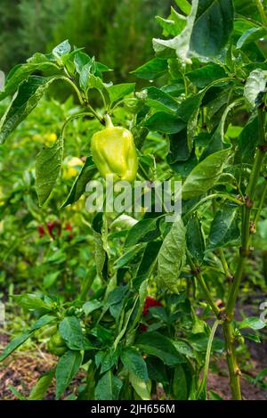 Il peperone verde giovane cresce in un giardino della casa. Pepe bulgaro piante. Concetto di agricoltura e cibo biologico sano Foto Stock