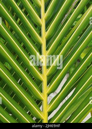 Scatto ritagliato di una foglia di palma Foto Stock