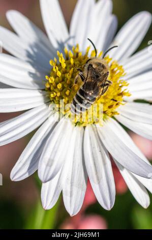 Un'ape siede su un fiore bianco e raccoglie il polline. Foto Stock