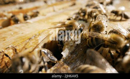 Miele api che entrano alveare. Api stanno funzionando, honeycombs con miele, grande, screensaver del telefono, modello, sfondo. Le api stanno lavorando sull'alveare. Foto Stock