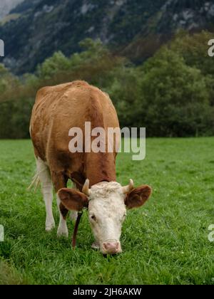 Una mucca pascola su un prato alpino. La mucca mangia l'erba sullo sfondo di un paesaggio di montagne in Svizzera Foto Stock