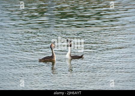 Great Crested Grebe (Podiceps christate), Lake Costanza, Baden-Wuerttemberg, Germania Foto Stock