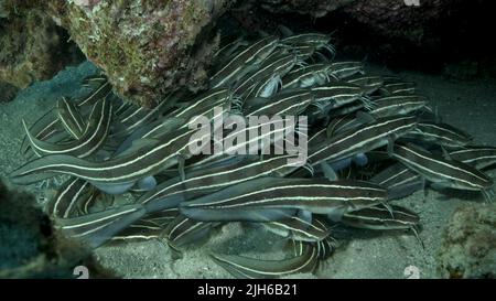 Scuola di Catfish Striped si nascondono all'interno di una grotta di corallo. Pesce gatto con anguilla a righe (Plotosus lineatus), primo piano. Mar Rosso, Egitto Foto Stock