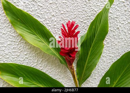 Alpinia purpurata è una specie di pianta perenne della famiglia delle Zingiberaceae, conosciuta con i nomi comuni di zenzero rosso e alpinia, utilizzata come ornamento Foto Stock