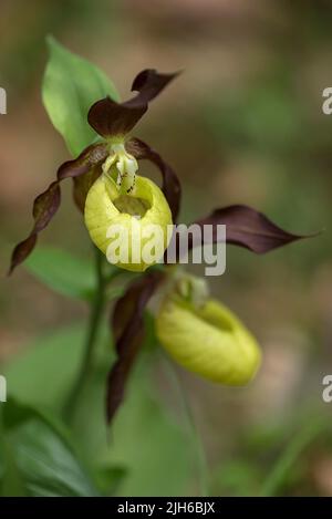 Orchidea gialla fiorita (Cypripedium calceolus), Baviera, Germania Foto Stock