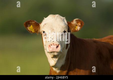 Mucca (Bos taurus) giovane vitello ritratto animale, Norfolk, Inghilterra, Regno Unito Foto Stock