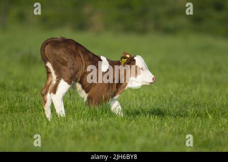 Mucca (Bos taurus) vitello giovanile in un campo di erba, Norfolk, Inghilterra, Regno Unito Foto Stock