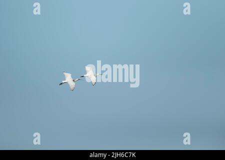 Spatola Eurasiana (Platalea leucorodia) due uccelli adulti in volo, Lincolnshire, Inghilterra, Regno Unito Foto Stock