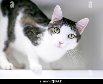 Un tabby marrone e un gatto bianco corto in una posizione accovacciata guardando la fotocamera Foto Stock