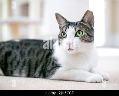 Un gatto corto con occhi verdi e il suo orecchio sinistro ribaltato sdraiato in una posa rilassata Foto Stock