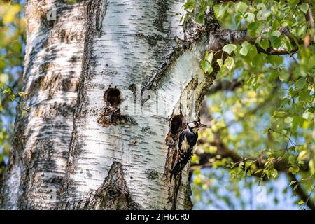 Grande picchio macchiato (Dendrocopos Major), di fronte alla cavità di allevamento con cibo nel suo becco, Monaco, Baviera, Germania Foto Stock