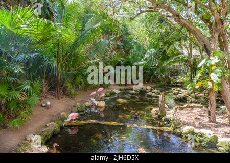 Spatole per rosate, Platalea ajaja, in piedi in acqua, Playa del Carmen, Riviera Maya, Yu atan, Messico. Foto Stock