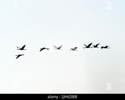 Gru comune (Grus grus), volare, alta Lusazia, Sassonia, Germania Foto Stock