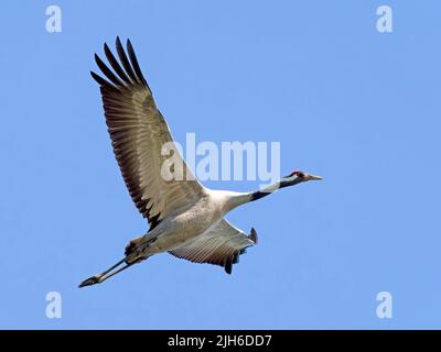 Gru comune (Grus grus), volare, alta Lusazia, Sassonia, Germania Foto Stock