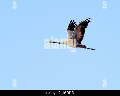 Gru comune (Grus grus), volare, alta Lusazia, Sassonia, Germania Foto Stock