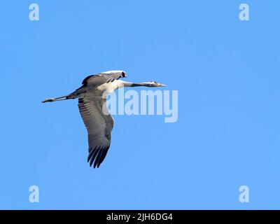 Gru comune (Grus grus), volare, alta Lusazia, Sassonia, Germania Foto Stock