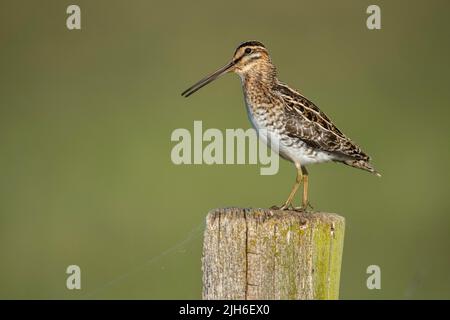 Comune Snipe (Gallinago gallinago), Snipe, seduta su palo al pascolo, Duemmer, Lago Duemmer, prato bagnato, Huede, Bassa Sassonia, Germania Foto Stock