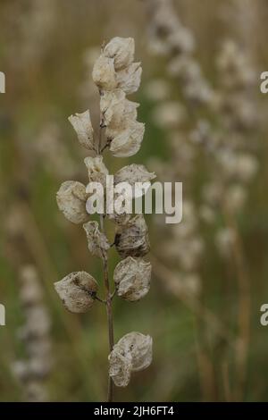 Rattolo giallo maggiore (Rhinanthus alectorolophus) durante la fruttificazione, Badberg, Voggsburg, Kaiserstuhl, Breisgau, Baden-Wuerttemberg, Germania Foto Stock