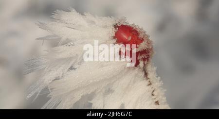 Rami con rosato frutto di una rosa canina (Rosa canina) con cristalli di ghiaccio spessi e gelo in inverno sull'Albo Svevo di Giengen Foto Stock