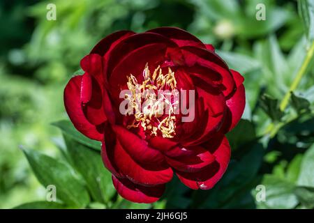 Paeonia Buckeye Belle fiori in giardino. Paeonia lactiflora peonia cinese o comune giardino peonia Foto Stock