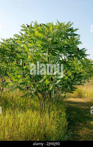 Staghorn Sumac (Rhus typhina), con bacche maturate, frutta, e USA, di James D Coppinger/Dembinsky Photo Assoc Foto Stock