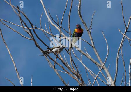 Un Noisy Miner australiano (Manorina melanocephala) e un Lorikeet arcobaleno (Trichoglosso moluccanus) arroccato sul ramo di un albero a Sydney, NSW, A. Foto Stock