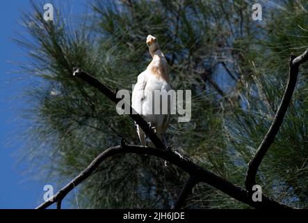 Un allevamento di bestiame (Bubulcus ibis) arroccato su un albero a Sydney, NSW, Australia (foto di Tara Chand Malhotra) Foto Stock