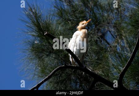 Un allevamento di bestiame (Bubulcus ibis) arroccato su un albero a Sydney, NSW, Australia (foto di Tara Chand Malhotra) Foto Stock