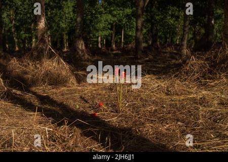 arum maculatum con bacche rosse velenose nella natura della foresta Foto Stock