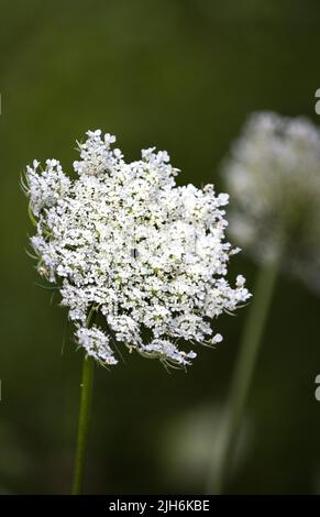 White Queen Anne's Lace umbel, Daucus carota, su un lussureggiante sfondo verde in estate o in autunno, Lancaster, Pennsylvania Foto Stock