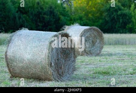 Fieno dopo la falciatura e l'essiccazione. Fieno pressato in balle nel prato. Foto Stock