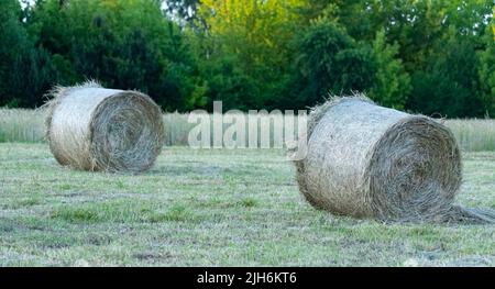 Fieno dopo la falciatura e l'essiccazione. Fieno pressato in balle nel prato. Foto Stock