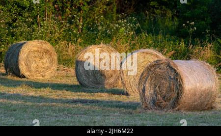 Fieno dopo la falciatura e l'essiccazione. Fieno pressato in balle nel prato. Foto Stock